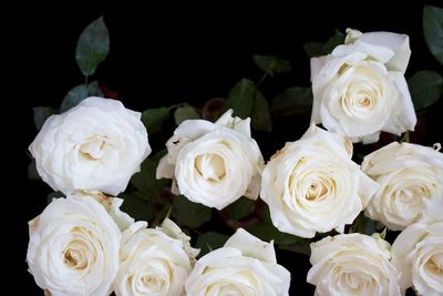 Close-up of white roses against black background