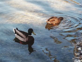 High angle view of ducks swimming in lake