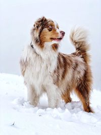 Close-up of dog on snow field