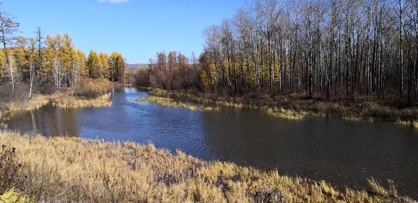 Scenic view of lake in forest against sky