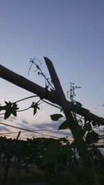 Low angle view of silhouette bird on plant against sky