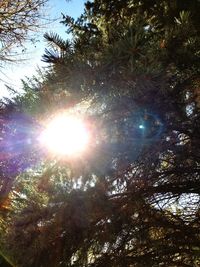 Low angle view of sun shining through trees