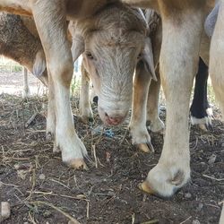 Close-up of cow eating