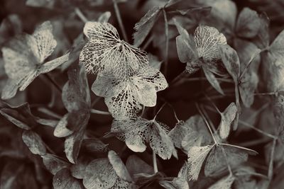 Close-up of dry leaves on plant