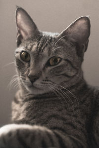 Close-up portrait of cat