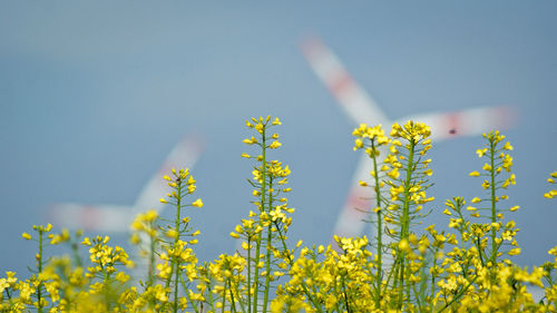 Close-up of oilseed rape