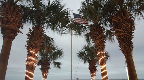 Low angle view of palm trees