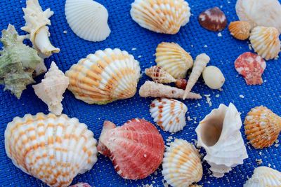 High angle view of shells on sea