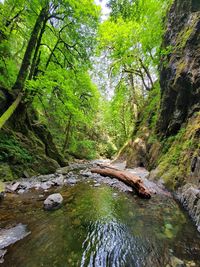 Scenic view of stream amidst trees in forest