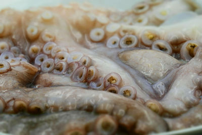 Close-up of fish for sale