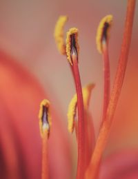 Close-up of yellow flower