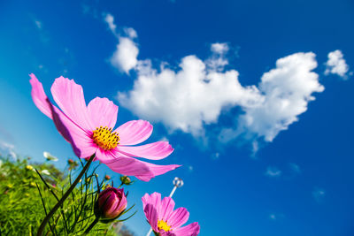 Close-up of pink cosmos flowers against blue sky