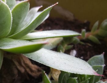 Close-up of plant