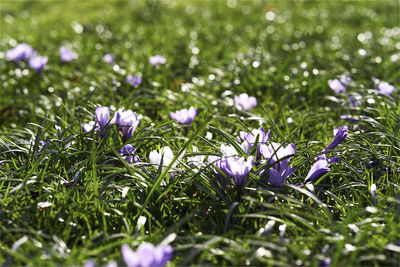 Close-up of purple flowering plants on field