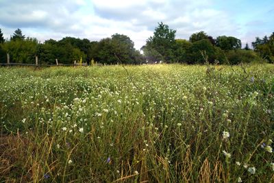 Scenic view of field against sky