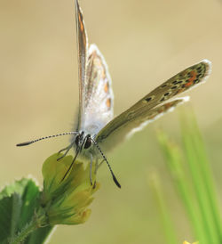 Close-up of butterfly on flower