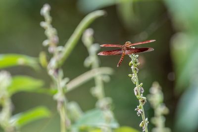 Close-up of insect on plant