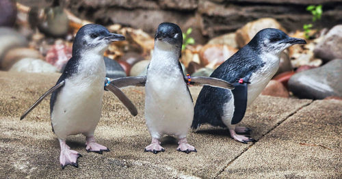 Close-up of birds on the ground