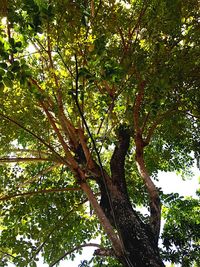 Low angle view of tree