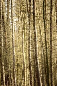 Full frame shot of tree trunk