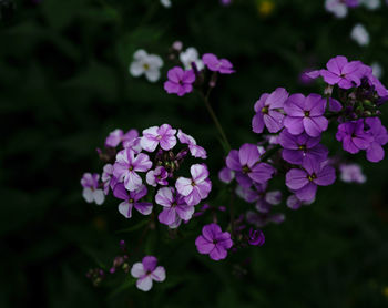 Close-up of purple flowering plants