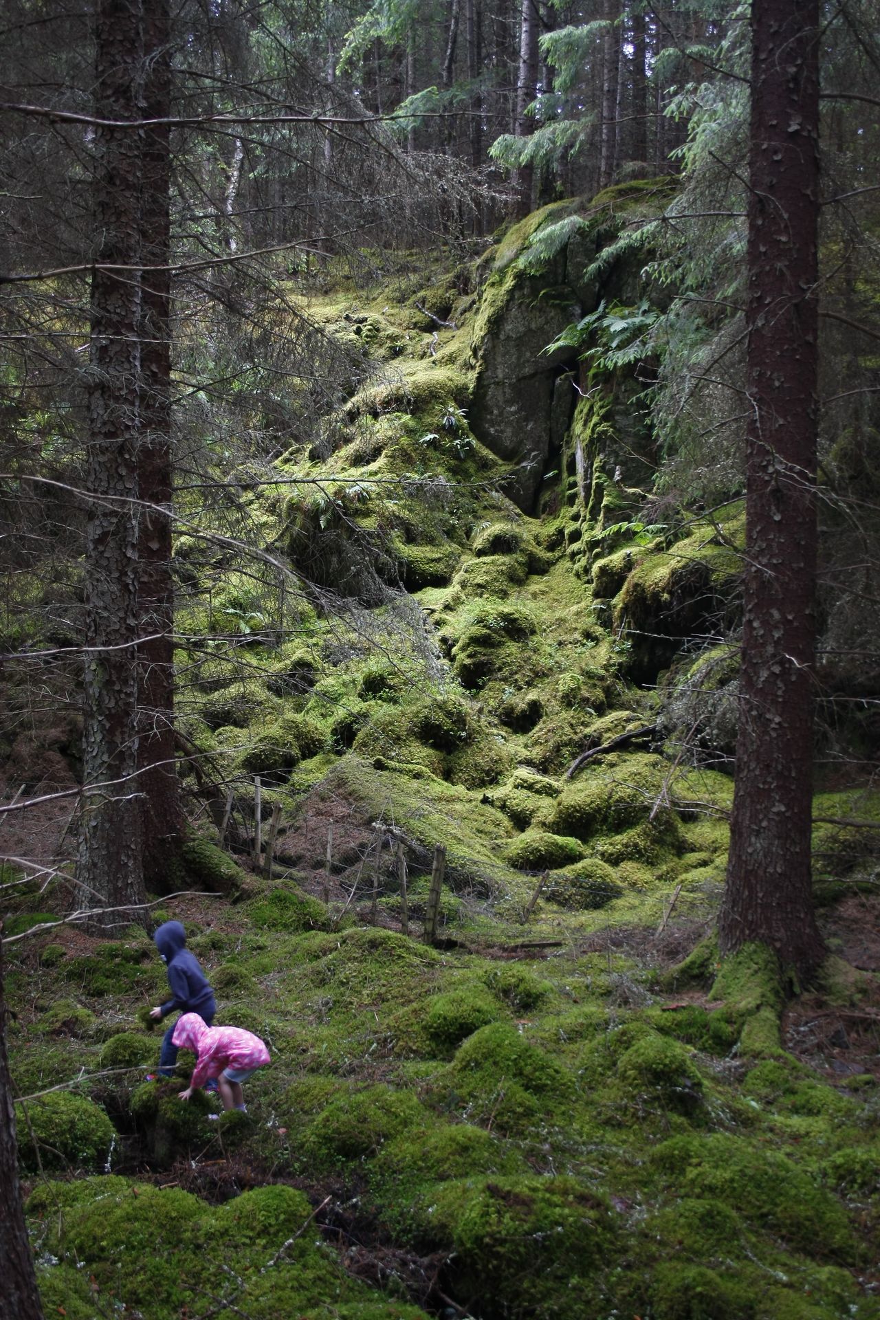 Farigaig Forest Trail