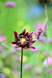 Close-up of insect on red flower