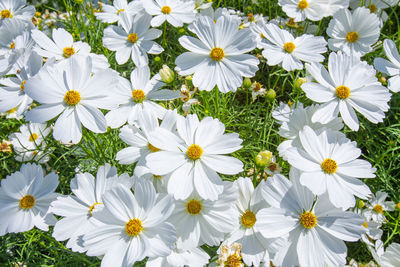 Close-up of white daisy flowers