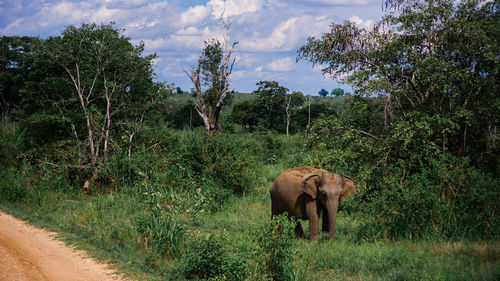 Elephant on field in forest