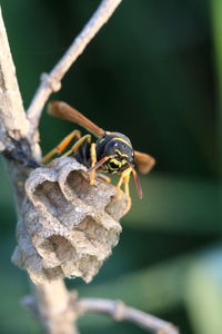 Close-up of wasp builds a nest