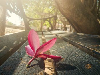 Close-up of pink rose on wood