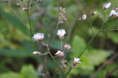 Close-up of white flowering plant