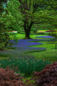 Plants growing on landscape