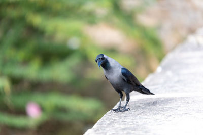 Close-up of bird perching on retaining wall