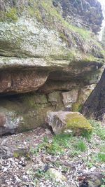 Grass growing on rock