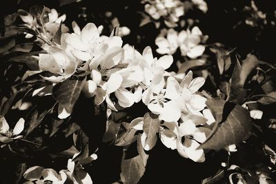 Close-up of flowers blooming outdoors