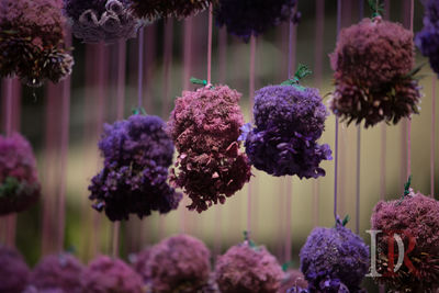 Close-up of purple flowers blooming outdoors