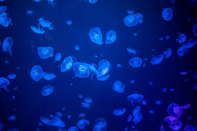 Close-up of jellyfish in sea