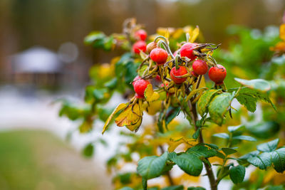 Rosehip berries on a bush. the fruits of a wild rose. prickly dogrose. red rose hips. 