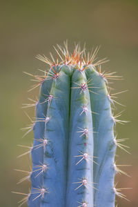 Green spiky cactus with long thorns is perfectly protected and adapted to deserts and dry areas