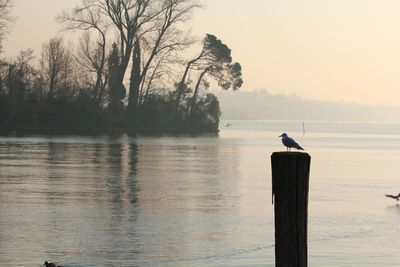 Seagull perching on wooden post in lake