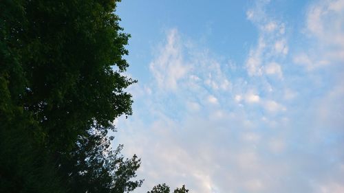 Low angle view of tree against sky