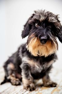 Close-up portrait of black dog