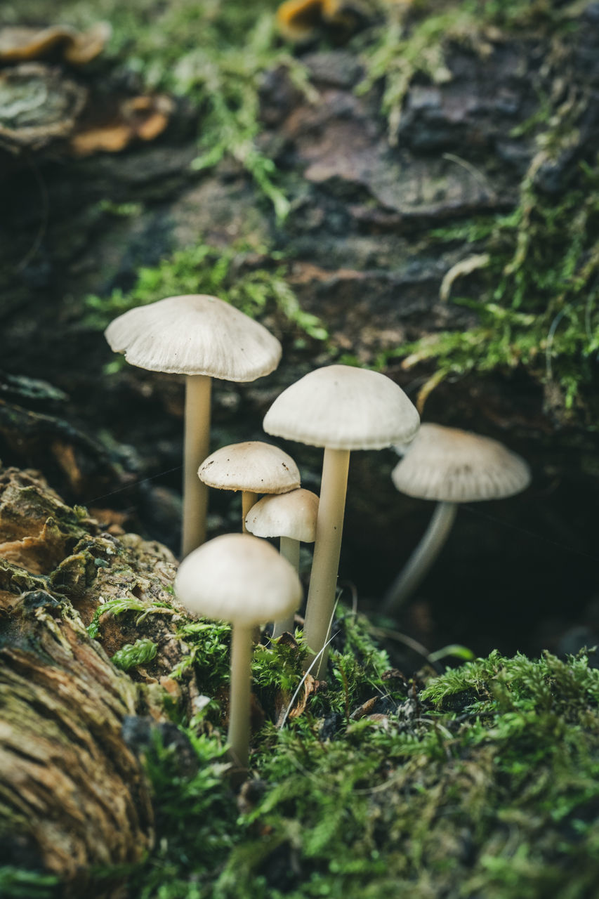 CLOSE-UP OF MUSHROOMS ON FIELD