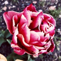 Close-up of pink flowers blooming outdoors