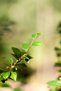 Close-up of fresh green leaves