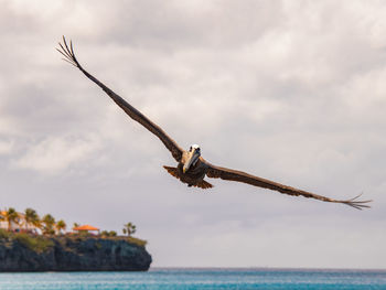 Pelican flying over sea against sky