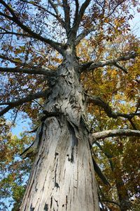 Low angle view of tree against sky