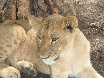 Lioness in zoo