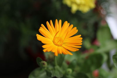 Close-up of yellow flower against blurred background